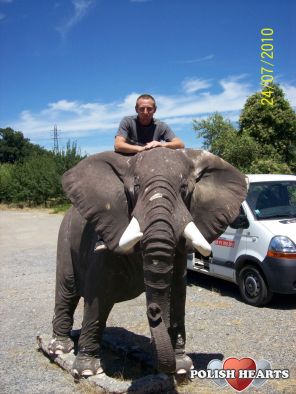 DZIKIE SLONIE W OKOLICY st TROPEZ DZIKIE SLONIE W OKOLICY st TROPEZ